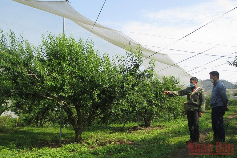 Mắc lưới chống mưa đá của nông dân Sơn La -0