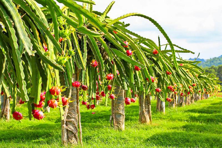 Trái cây Việt Nam có nhiều tiềm năng ở thị trường EU. Xuất khẩu rau quả sang EU: Tận dụng “lực đẩy” từ EVFTA -0