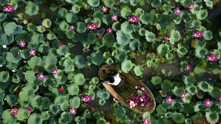 17_hoa_sen_ha_noi-1625144278598.jpeg