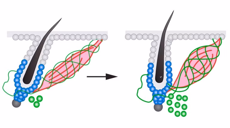 Khám phá ra tại sao con người nổi da gà -0