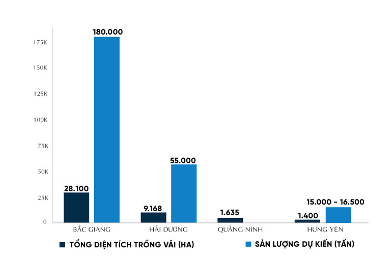 Kỳ tích vải thiều giữa đại dịch Covid-19 -0