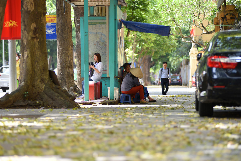 Hà Nội vàng rực mùa cây trút lá ảnh 8
