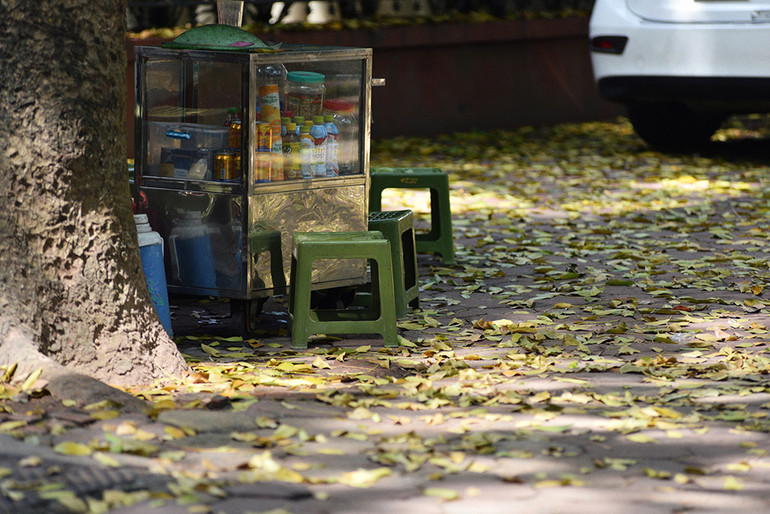 Hà Nội vàng rực mùa cây trút lá ảnh 13