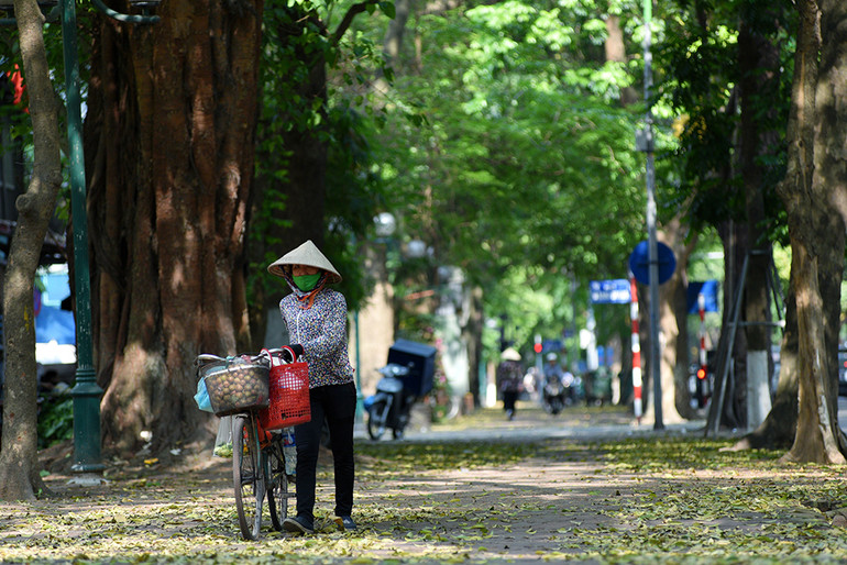 Hà Nội vàng rực mùa cây trút lá ảnh 16