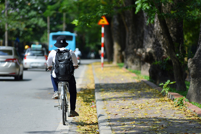 Hà Nội vàng rực mùa cây trút lá ảnh 11