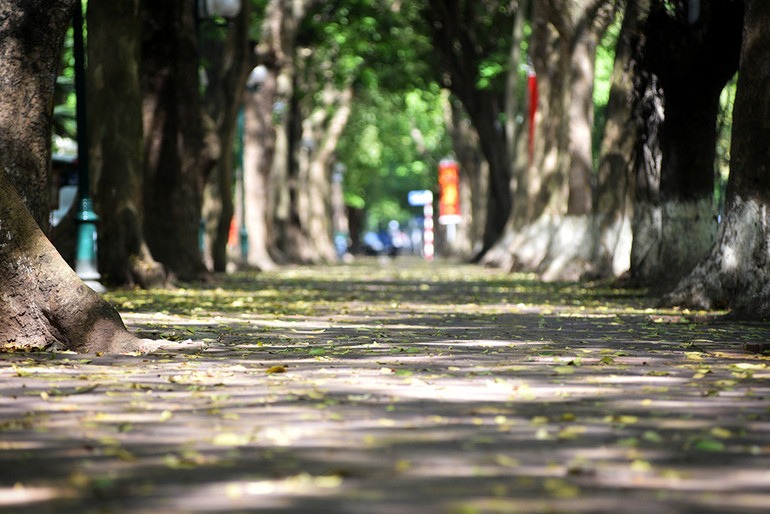 Hà Nội vàng rực mùa cây trút lá ảnh 14