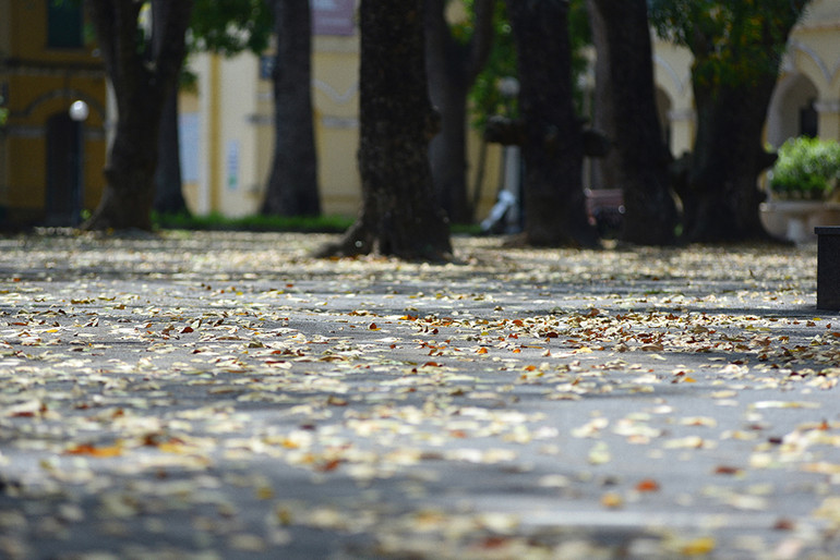 Hà Nội vàng rực mùa cây trút lá ảnh 12