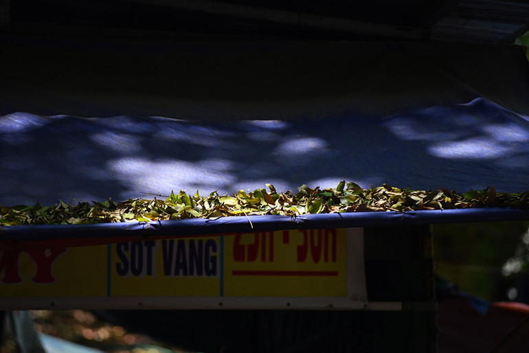 Hà Nội vàng rực mùa cây trút lá ảnh 10