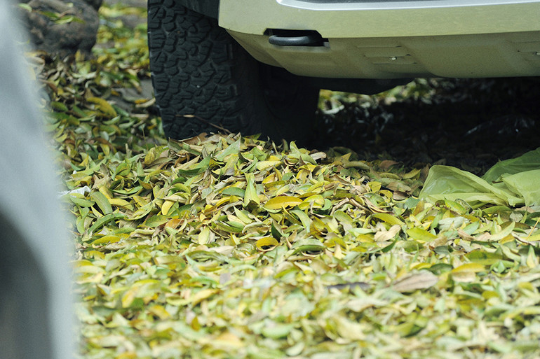 Hà Nội vàng rực mùa cây trút lá ảnh 6