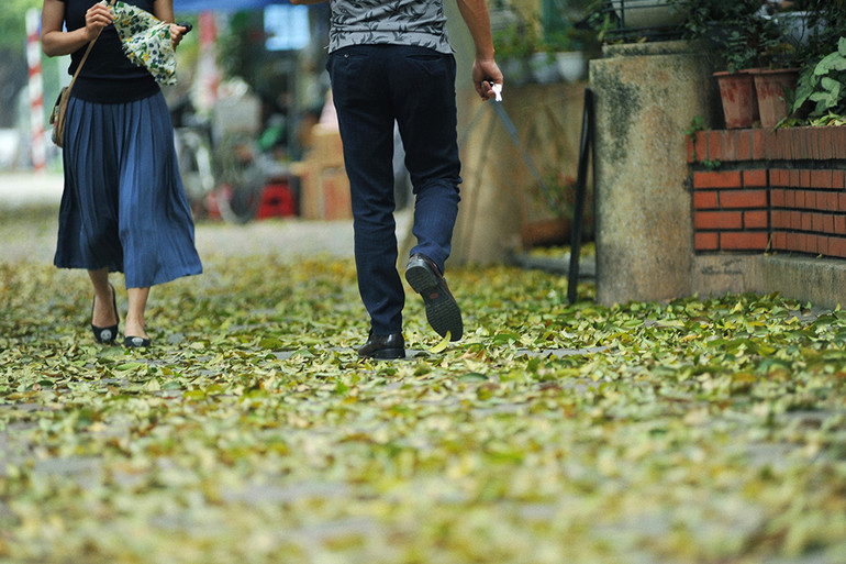 Hà Nội vàng rực mùa cây trút lá ảnh 9