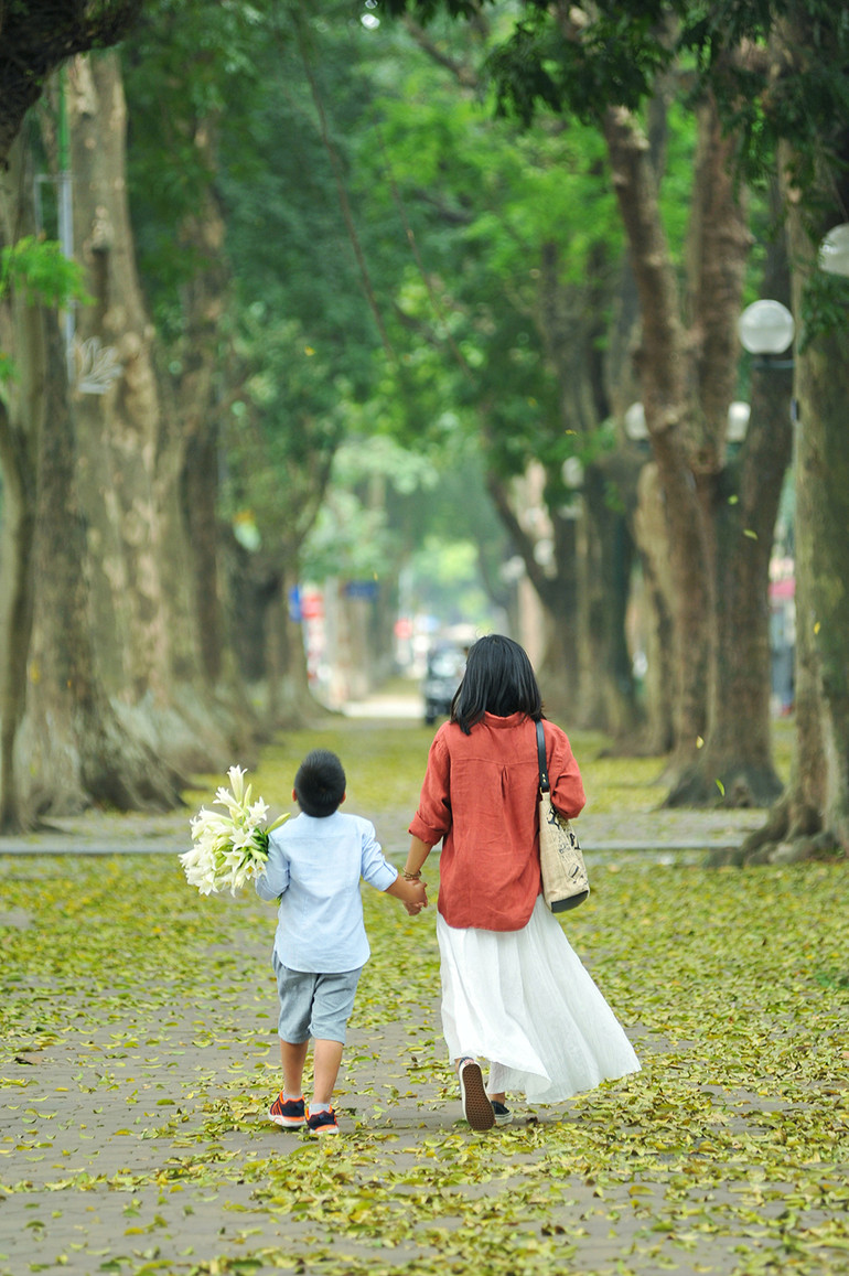 Hà Nội vàng rực mùa cây trút lá ảnh 3