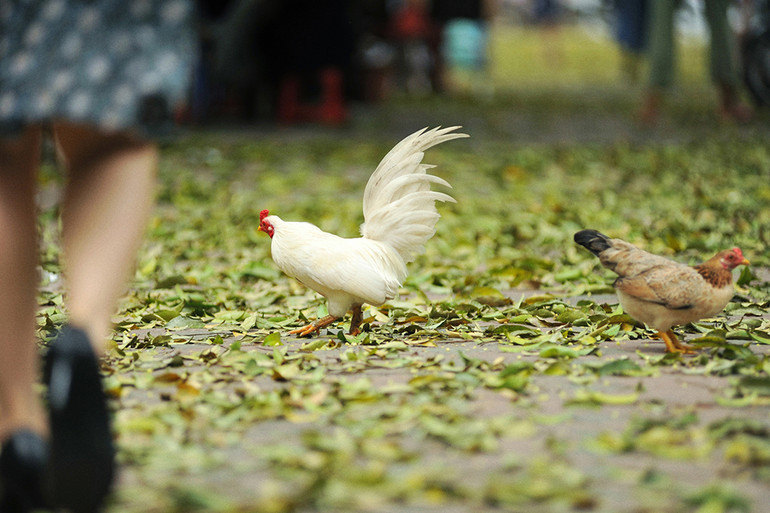 Hà Nội vàng rực mùa cây trút lá ảnh 4