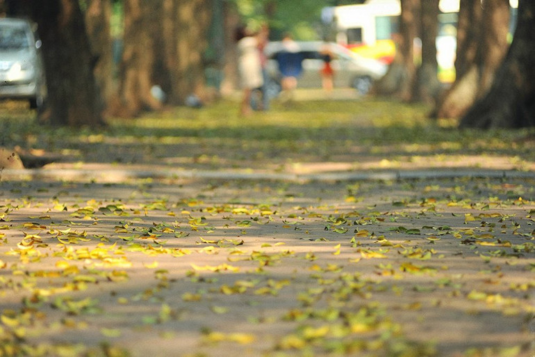 Hà Nội vàng rực mùa cây trút lá ảnh 2