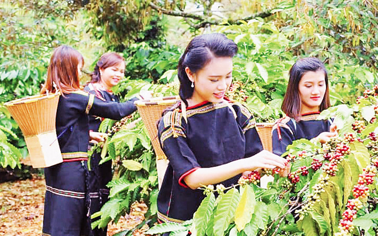 Đồng bào dân tộc thiểu số ở Đắk Lắk thu hoạch cà-phê. Công tác dân vận: “mưa dầm thấm lâu” -0
