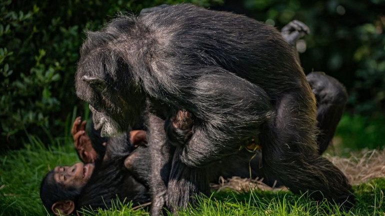 Tinh tinh Tây Phi 43 tuổi sinh con tại vườn thú ở Anh -0