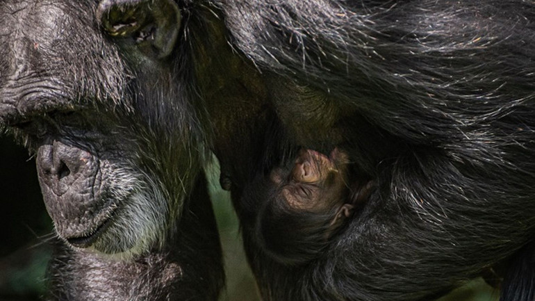 Tinh tinh Tây Phi 43 tuổi sinh con tại vườn thú ở Anh -0