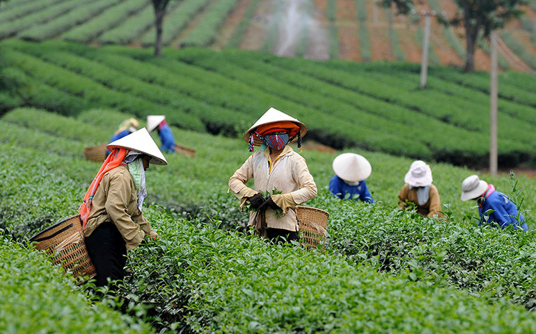 Tích hợp tâm lực của kiều bào để phát triển nông nghiệp -0