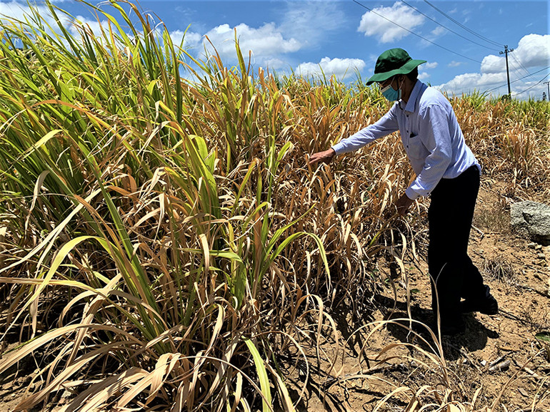 M’Đrắk nỗ lực chống hạn giữa mùa mưa -0