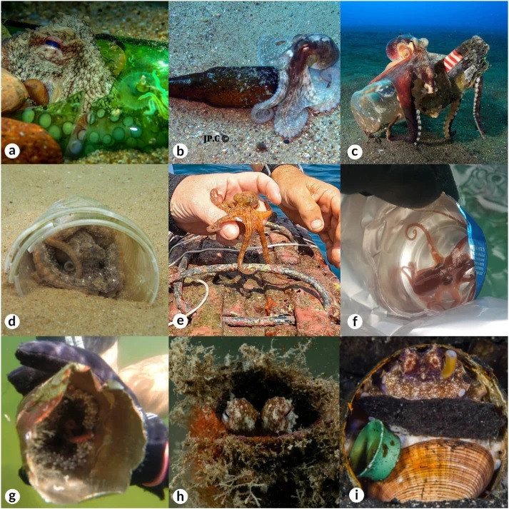Các hình ảnh về bạch tuộc tương tác với rác biển. Ảnh: a, b: John Paul Meillon; c: Serge Abourjeily; d: Claudio Sampaio; e: Caio Salles; fg: Edmar Bastos; h: Marco Panico; i: Federico Betti. Sinh vật biển sử dụng rác thải làm nơi trú ẩn ngày càng nhiều -0