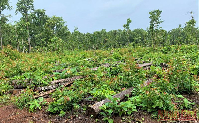 Phát hiện bãi tập kết gỗ trái phép tại Trung tâm Bảo tồn voi Đắk Lắk -0