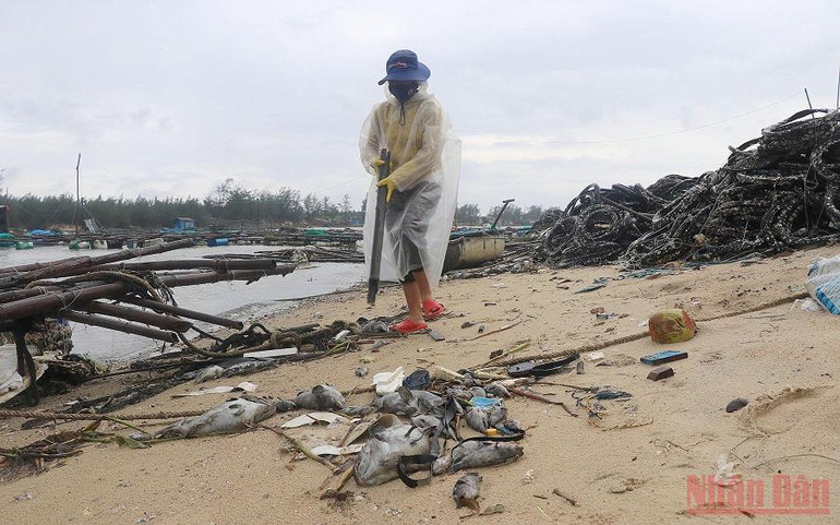 Cần khai thông cửa biển kịp thời, cứu vùng nuôi cá trên sông Lễ Thịnh -0