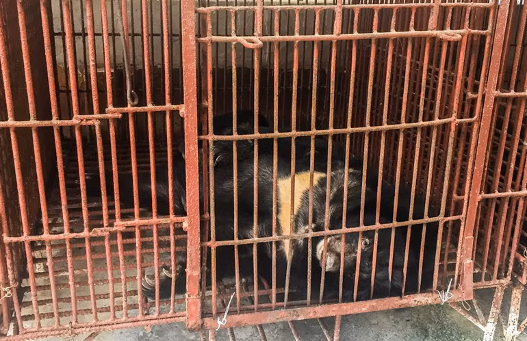 Cứu hộ thành công bảy cá thể gấu ở Bình Dương -0