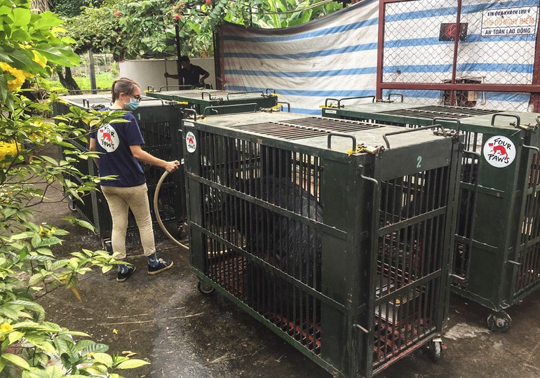 Cứu hộ thành công bảy cá thể gấu ở Bình Dương -0