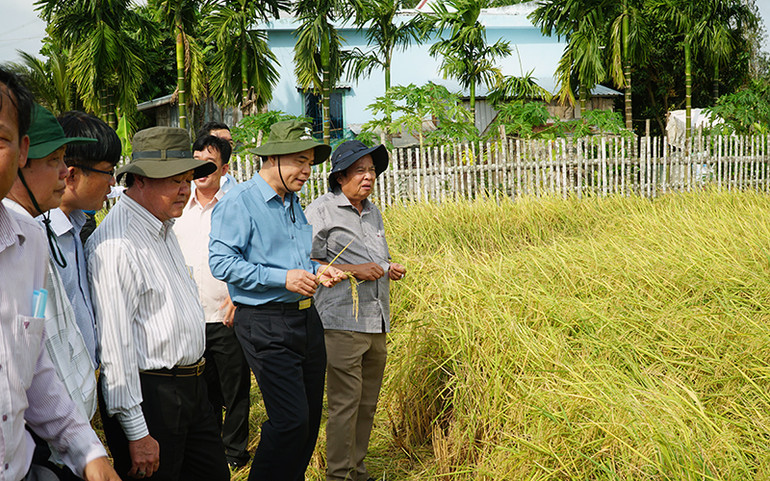 Lãnh đạo Bộ Nông nghiệp và Phát triển nông thôn thăm vùng trồng lúa thơm ST25 của tỉnh Sóc Trăng. Hạt gạo Sóc Trăng -0