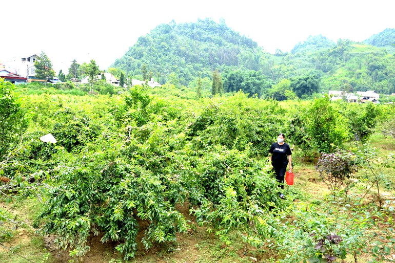 Mùa mận chín trên “cao nguyên trắng” Bắc Hà -0