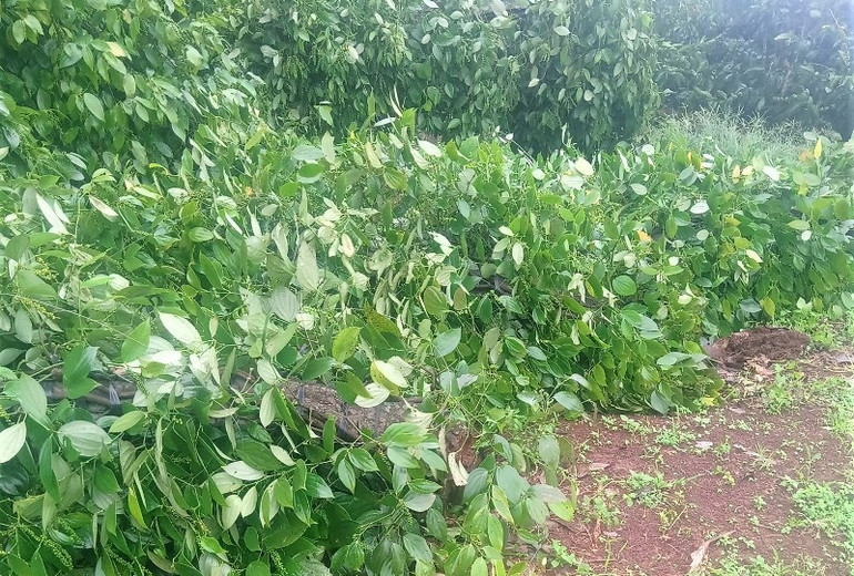 Các địa phương khẩn trương khắc phục hậu quả bão số 9 -0