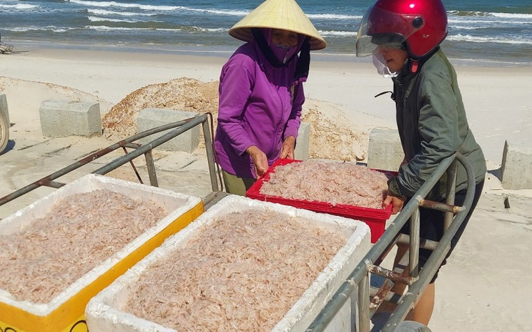 Có bến cá, ngư dân biển bãi ngang thuận lợi hơn khi tập kết, vận chuyển hải sản đi tiêu thụ. Ngư dân biển bãi ngang Quảng Bình được mùa ruốc biển -0