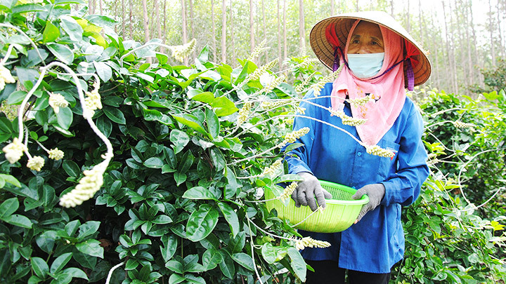 Cây sâm được người dân trong xã coi như báu vật giúp họ làm giàu. Báu vật núi Dành -0