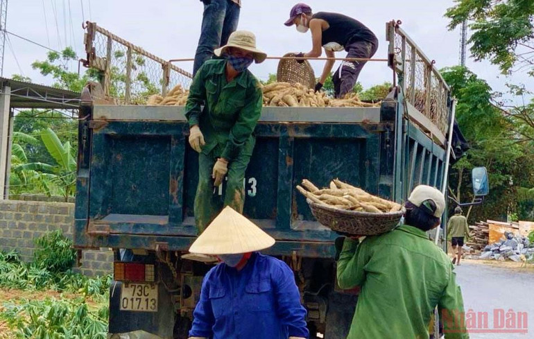 Gỡ vướng trong sản xuất mùa dịch để thu mua sắn nguyên liệu cho nông dân -0