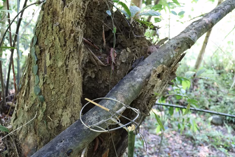 Bẫy dây đang tận diệt các khu rừng Đông Nam Á -0
