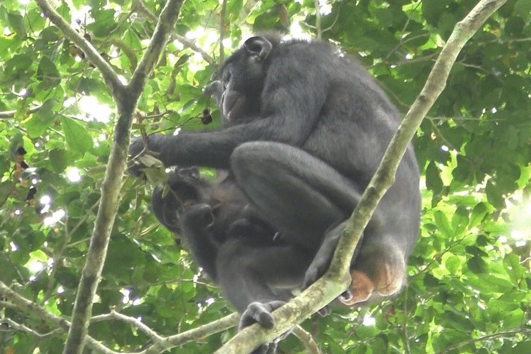 Lần đầu tiên ghi nhận loài tinh tinh lùn chăm sóc con nuôi -0