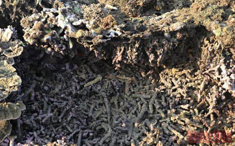 Phú Yên: Cần bảo vệ hệ sinh thái san hô Hòn Yến -0