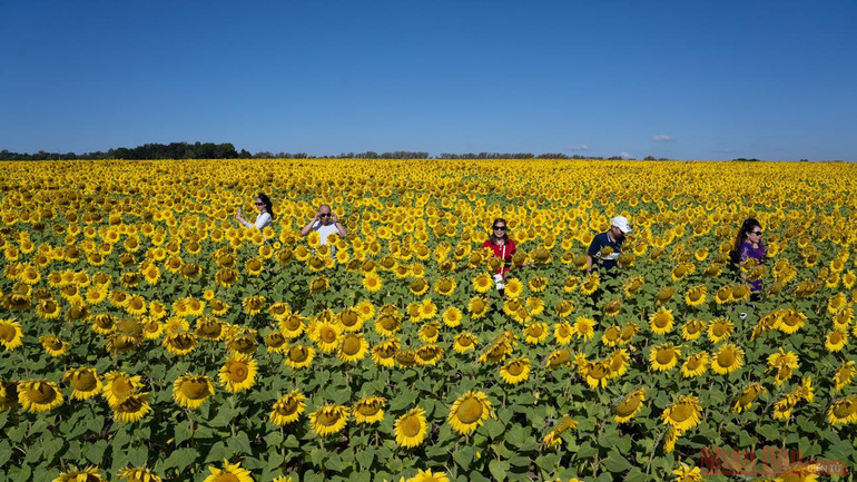 Thăm đồng hướng dương Nga -0
