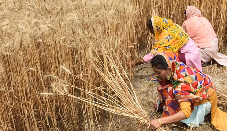 Hình ảnh người dân Ấn Độ nhọc nhằn trong nắng nóng ngột ngạt -0