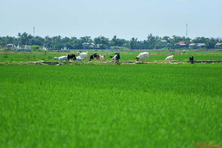 Làng nghề hoa giấy Thanh Tiên -0