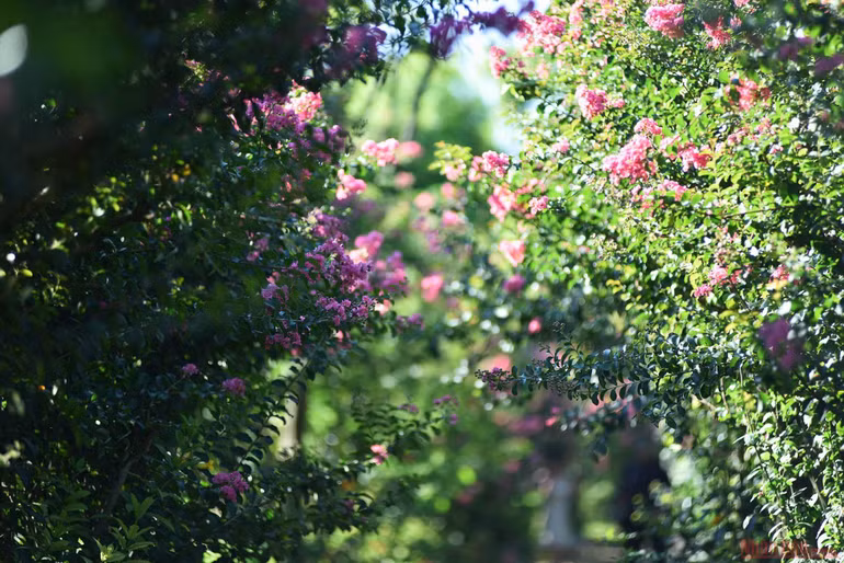 Tường vi nở rộ tại Công viên Thực vật cảnh Việt Nam -0