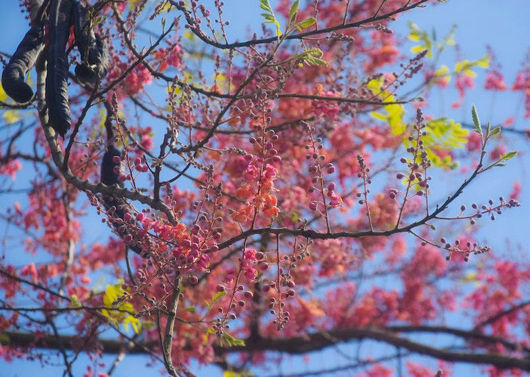 Mùa ô môi trên quê hương miền tây -1