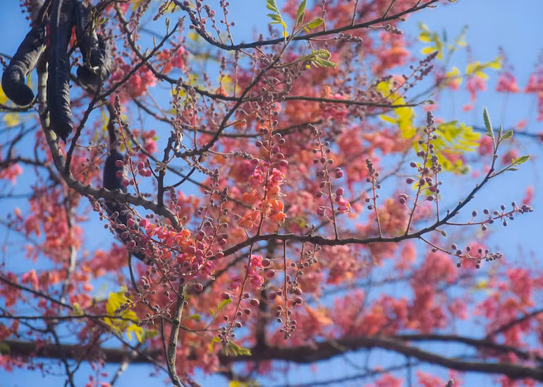 Mùa ô môi trên quê hương miền tây -1