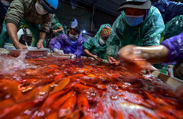 Chợ cá Yên Sở tấp nập, ngập sắc đỏ vàng Tết ông Công ông Táo -0
