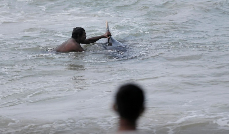 Khoảng 100 con cá voi đã được giải cứu ở Sri Lanka. Ảnh: Reuters. Sri Lanka giải cứu 100 con cá voi khỏi vụ mắc cạn hàng loạt -0