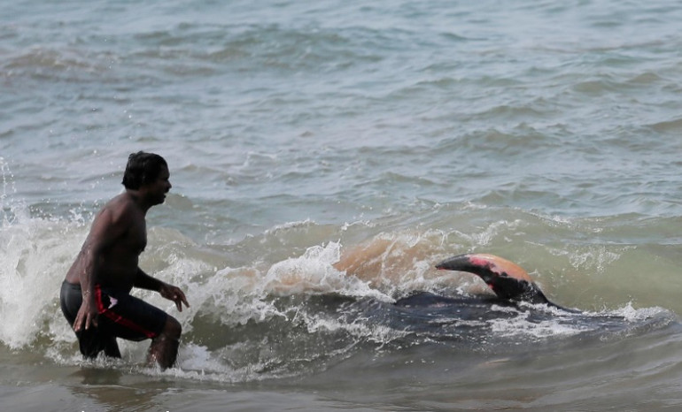 Người dân Sri Lanka cố gắng đuổi cá voi ra khỏi bờ biển. Ảnh: Reuters. Sri Lanka giải cứu 100 con cá voi khỏi vụ mắc cạn hàng loạt -0