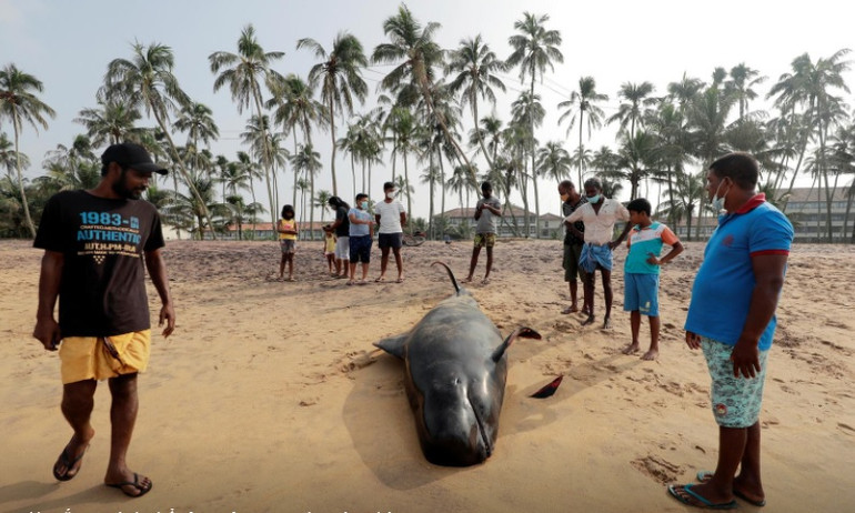 Có bốn con cá voi đã chết trong vụ mắc cạn lớn nhất Sri Lanka. Ảnh: Reuters. Sri Lanka giải cứu 100 con cá voi khỏi vụ mắc cạn hàng loạt -0