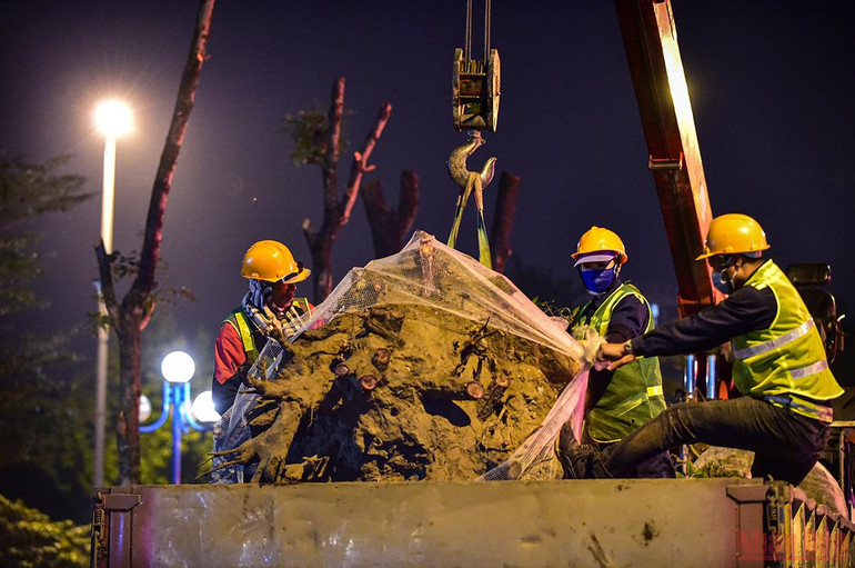 Hà Nội: Công nhân xuyên đêm đánh chuyển cây xanh để mở rộng đường Hoàng Quốc Việt -0