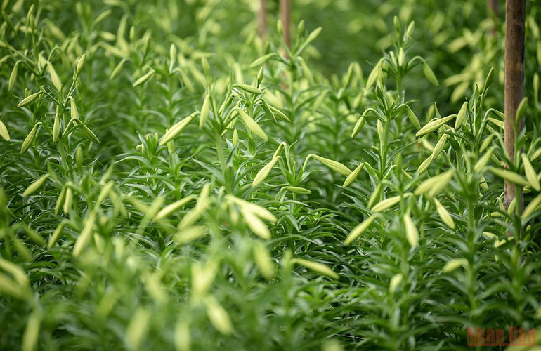 Tháng tư mùa hoa loa kèn tinh khôi xuống phố Hà Nội -0