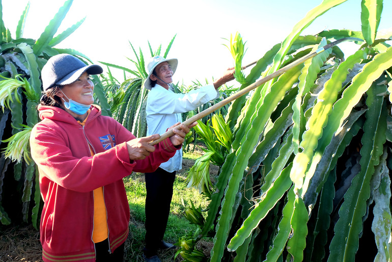 Hơn 8.000 nông hộ được cải thiện sinh kế từ Dự án Phát triển hợp tác xã Việt Nam -0