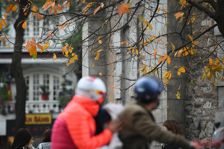 Hà Nội đẹp nao lòng mùa lá rụng tháng 3 -0